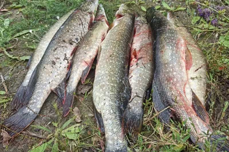 Оренбургские водоемы: кладезь для рыбаков