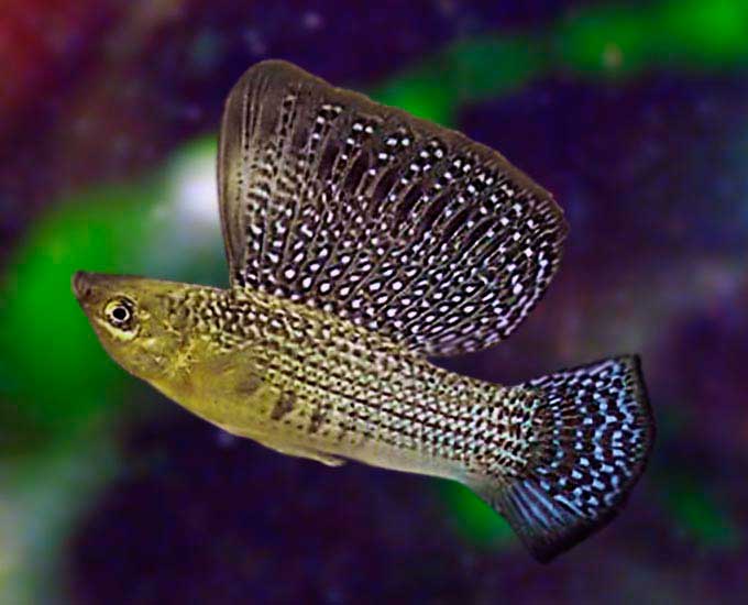 Моллинезии аквариумные рыбки фото и описание
