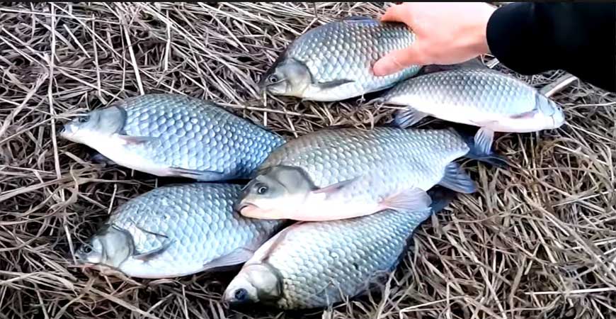 Насадка из кукурузных палочек для рыбалки - секрет отличного улова