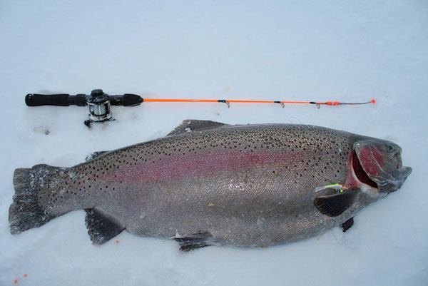 Ловля форели зимой на удочку: секреты и особенности рыбалки