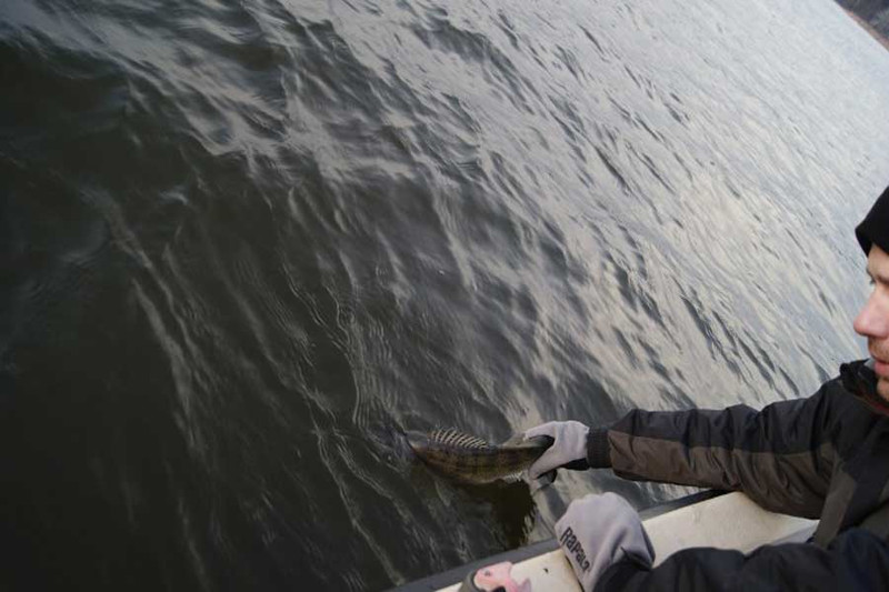 Рыбалка на Волге: пора ловить крупного судака. Фото 11