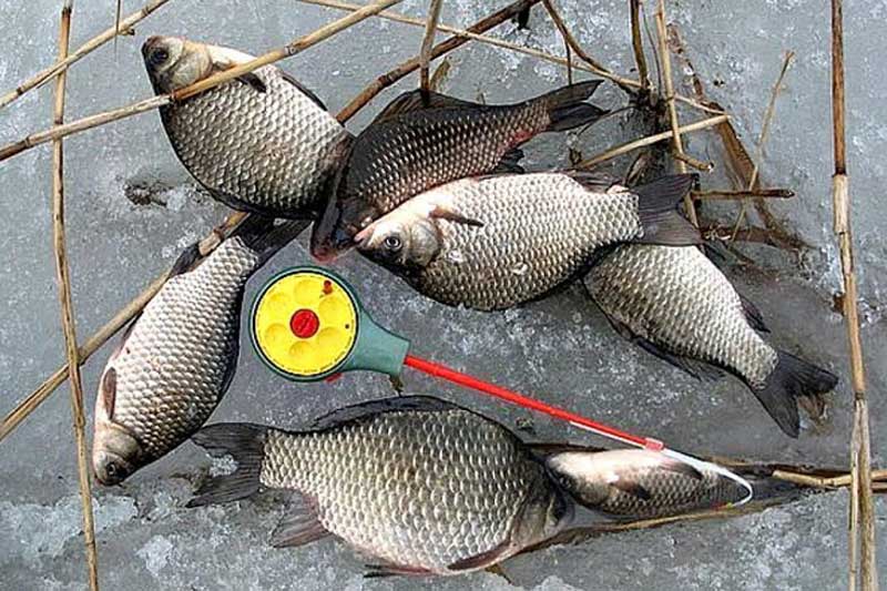 Как правильно ловить на мормышку - советы для рыболовов