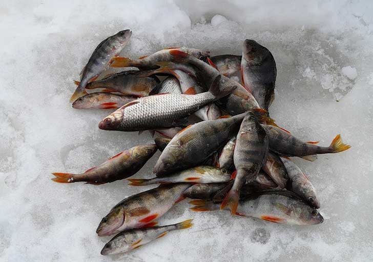 Рыбалка в лютый мороз